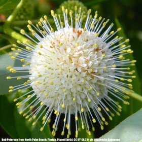 Buttonbush, Honey-Bells, Cephalanthus occidentalis